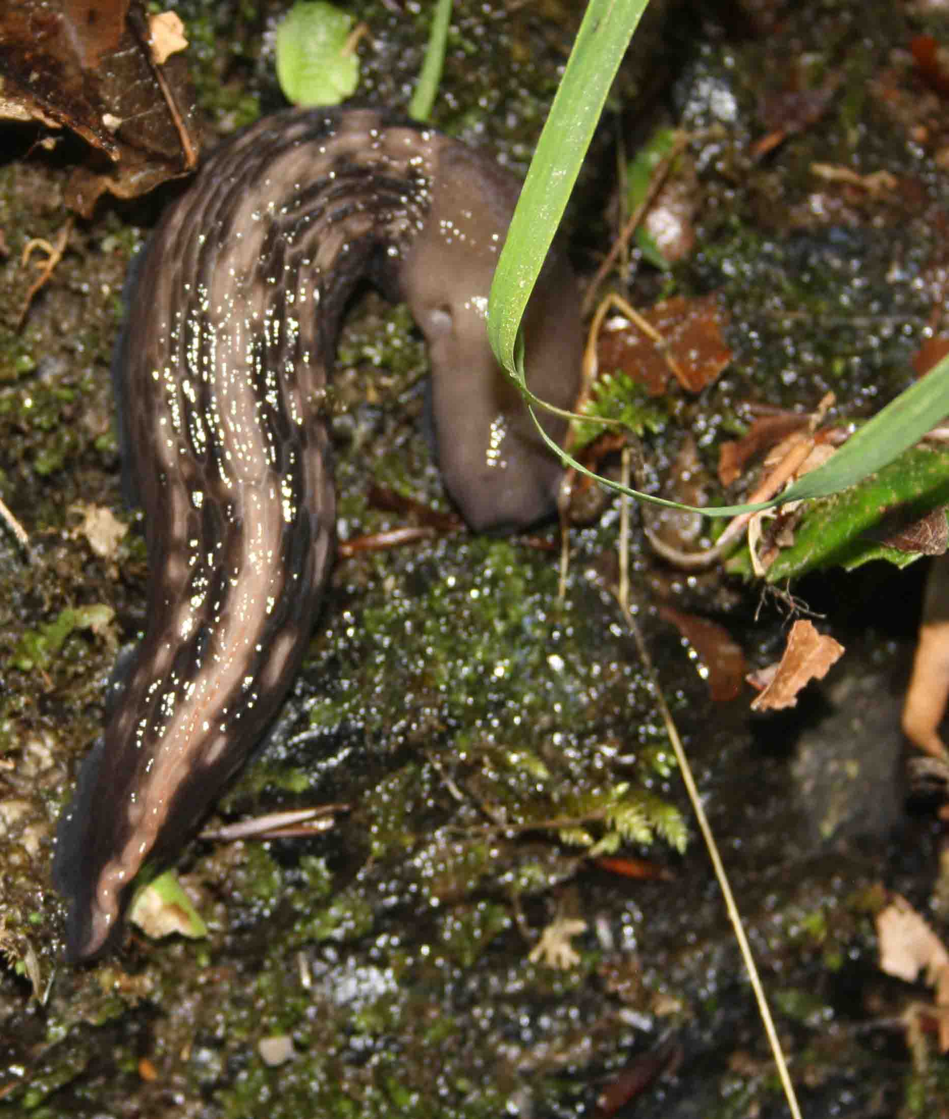 Limax aldrovandi Moquin-Tandon 1855 da Corno alle Scale (BO)